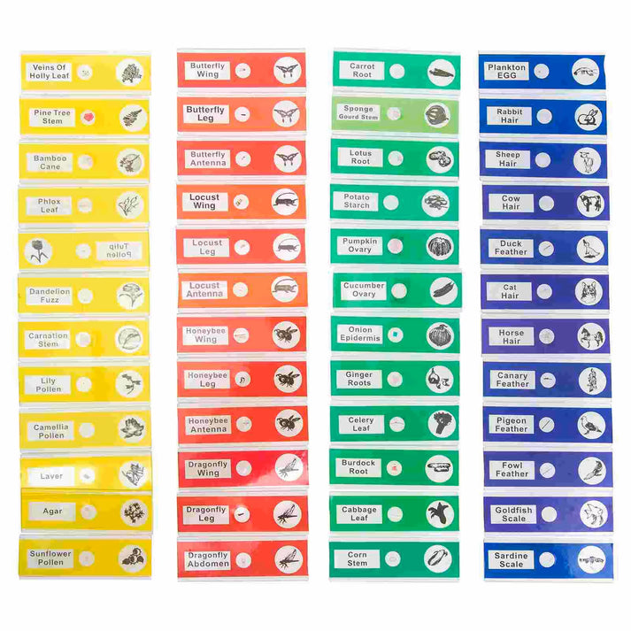 Kids Microscope Slides Set - 12 Specimens